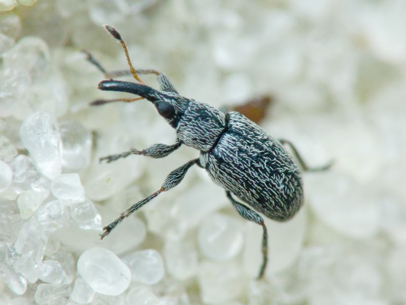 Squamapion elongatum (Germar, 1817)